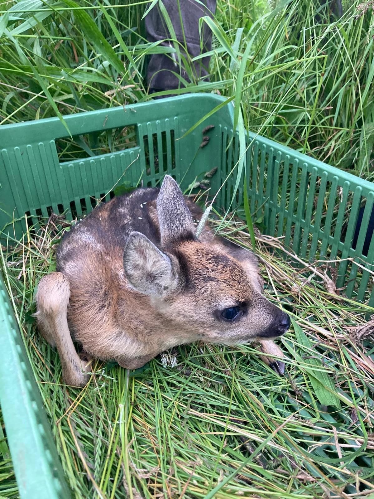 Srnče při záchranné akci