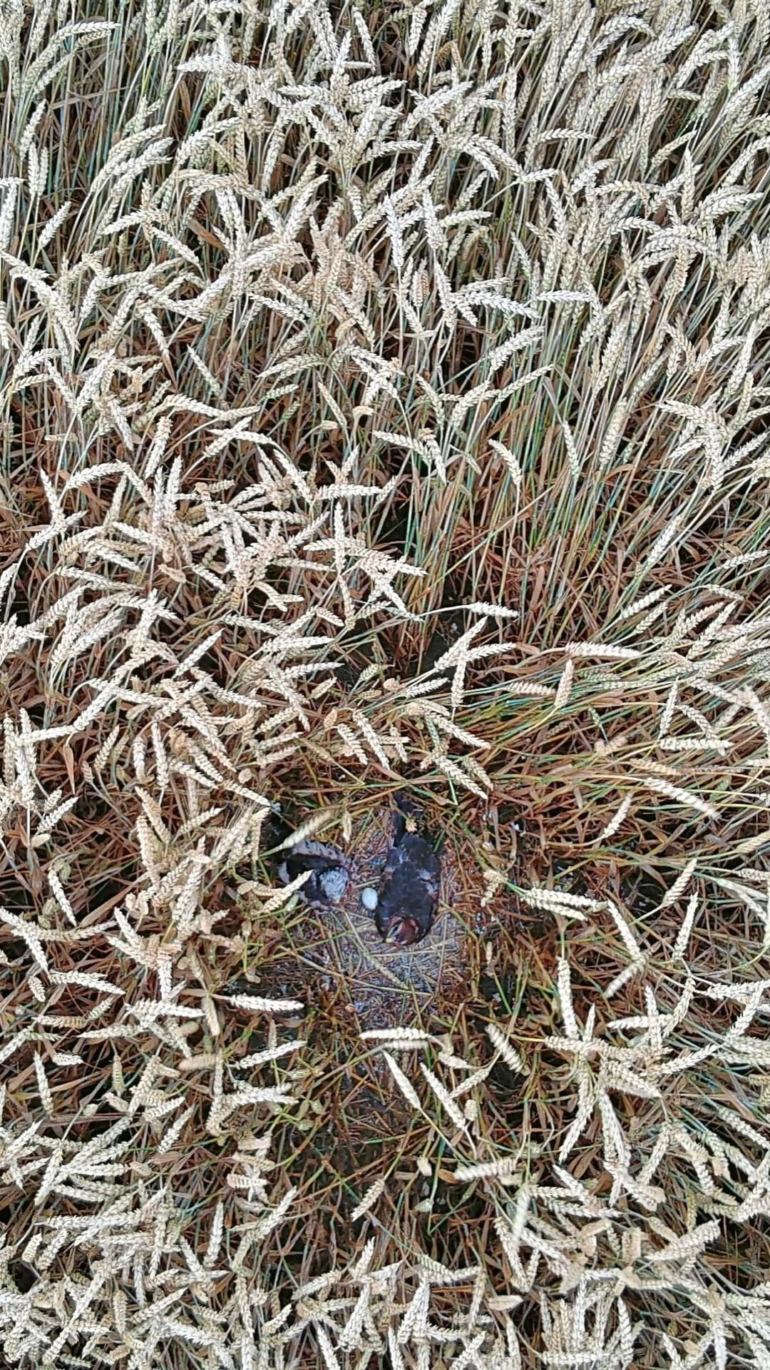 Záchrana srnčete z louky