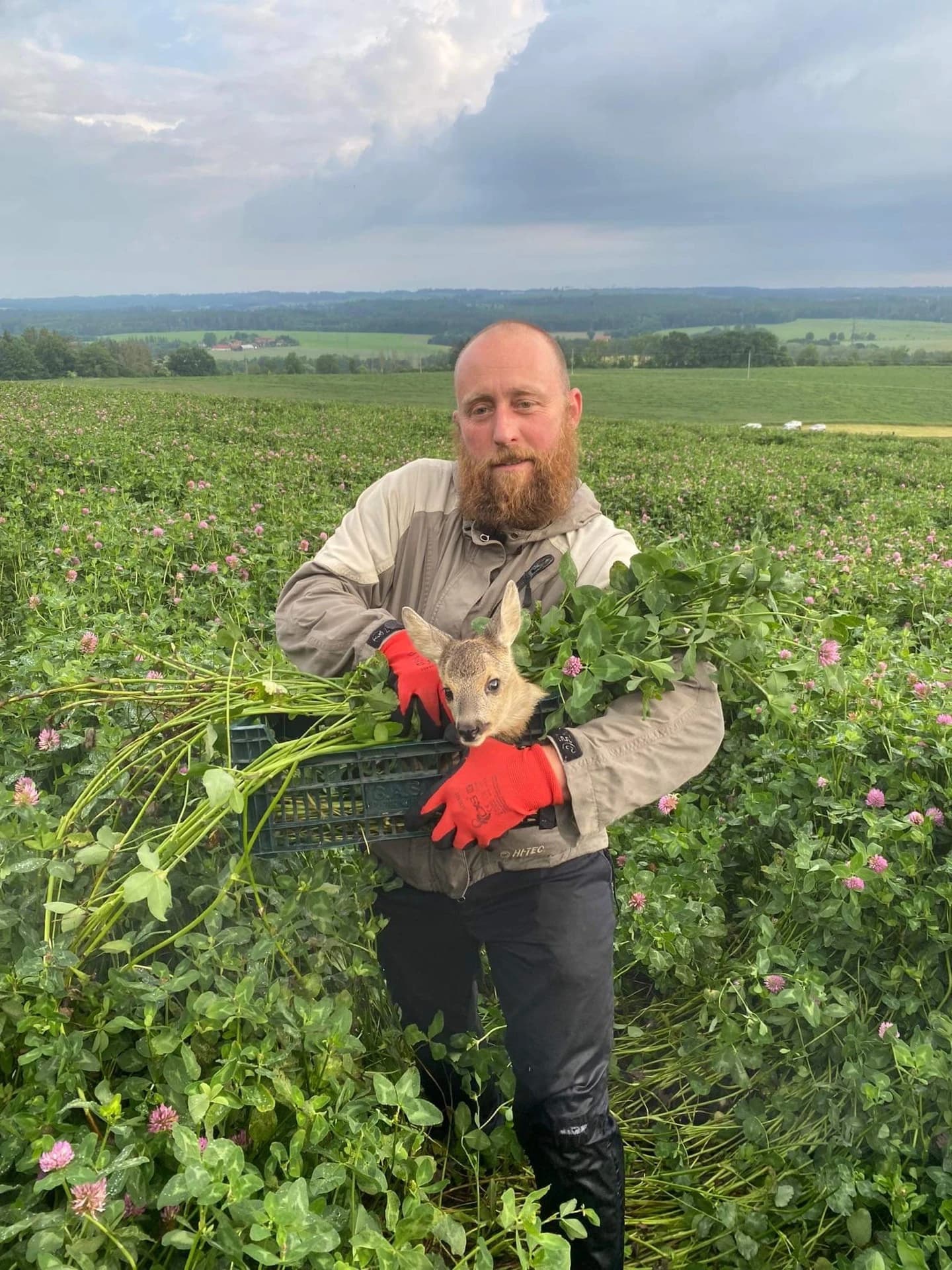 Záchrana srnčete z pole