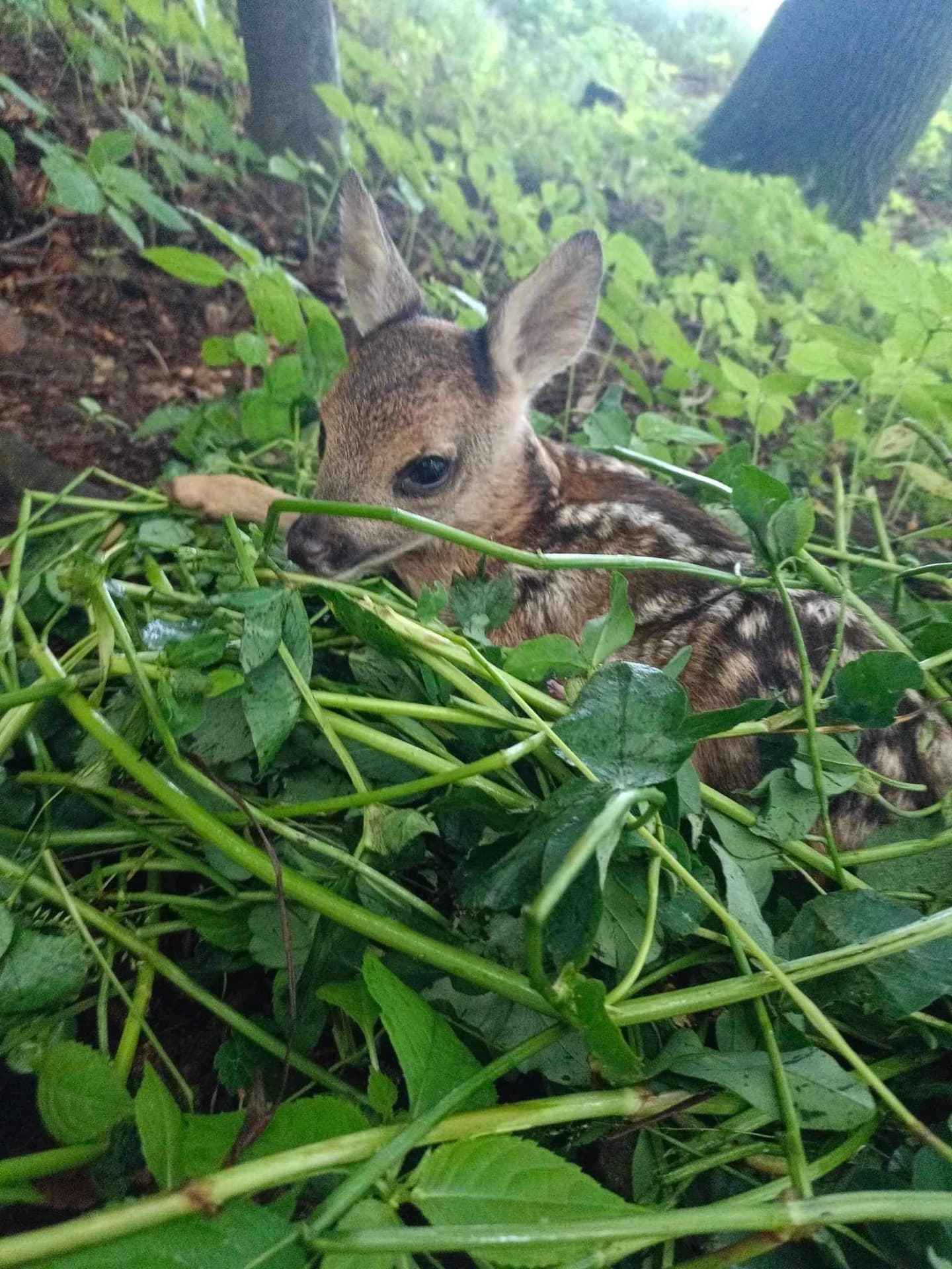 Dobrovolníci při záchranné akci
