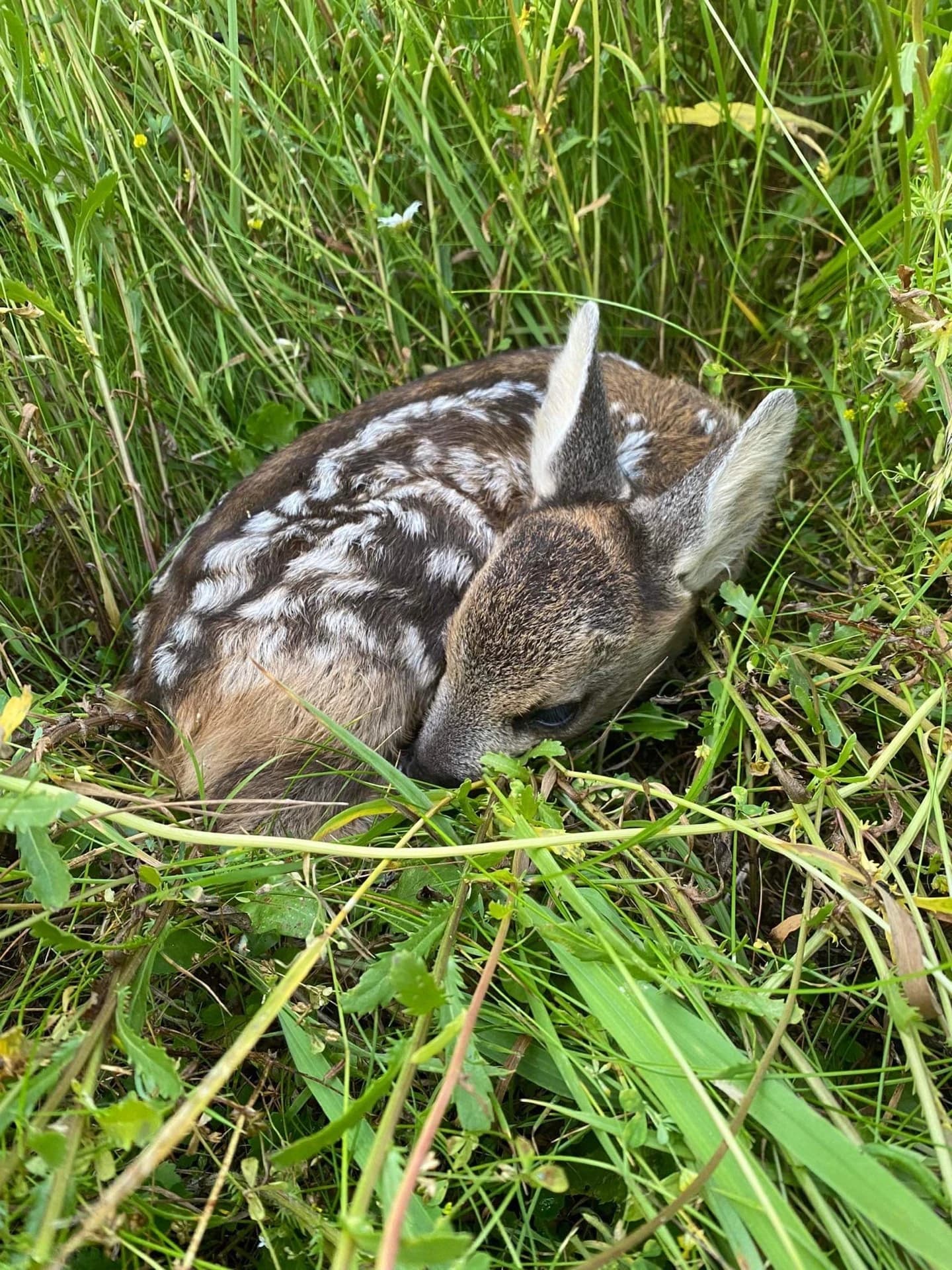 Terénní záchranná akce spolku
