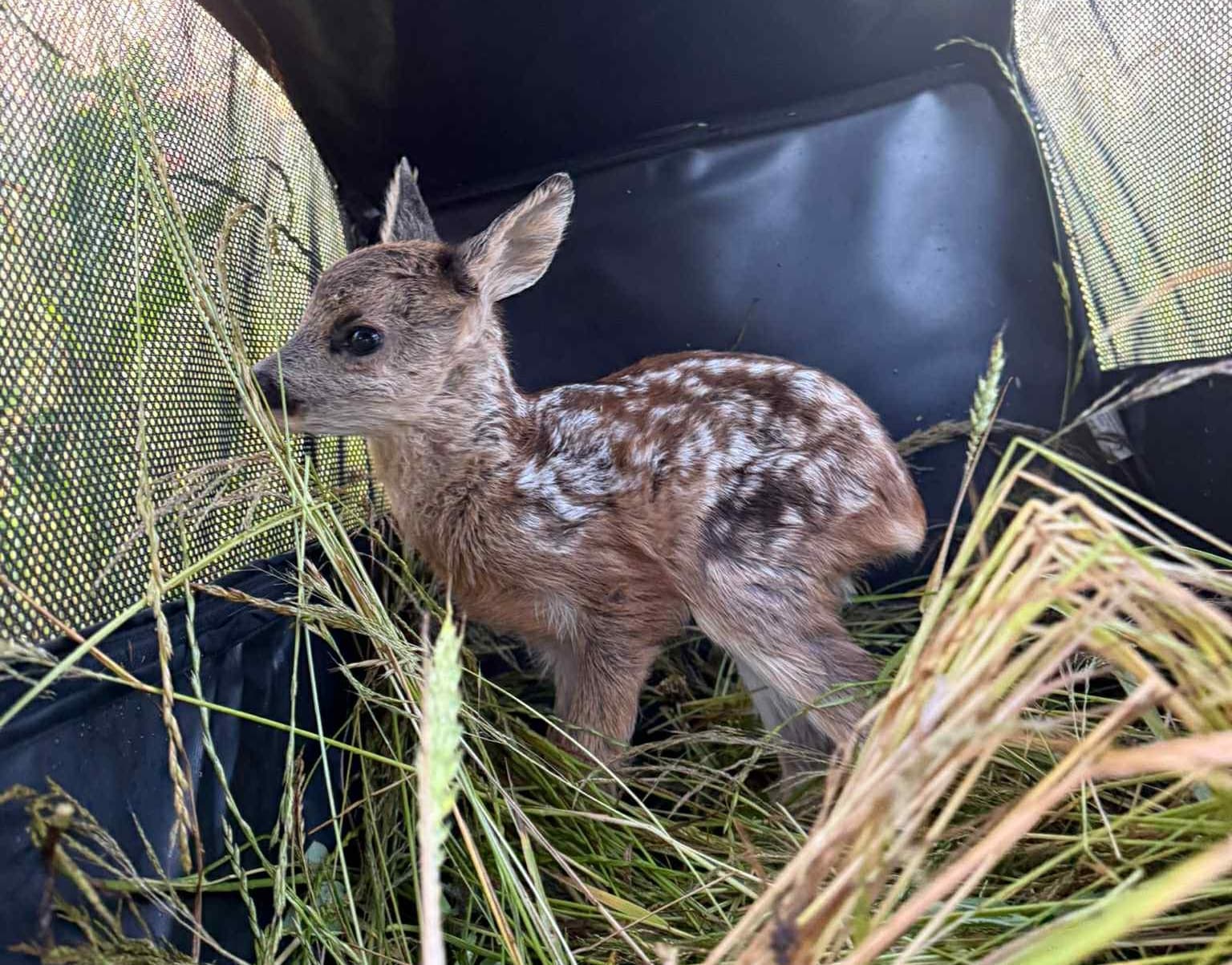 Termovizní záběr z dronu při průzkumu louky
