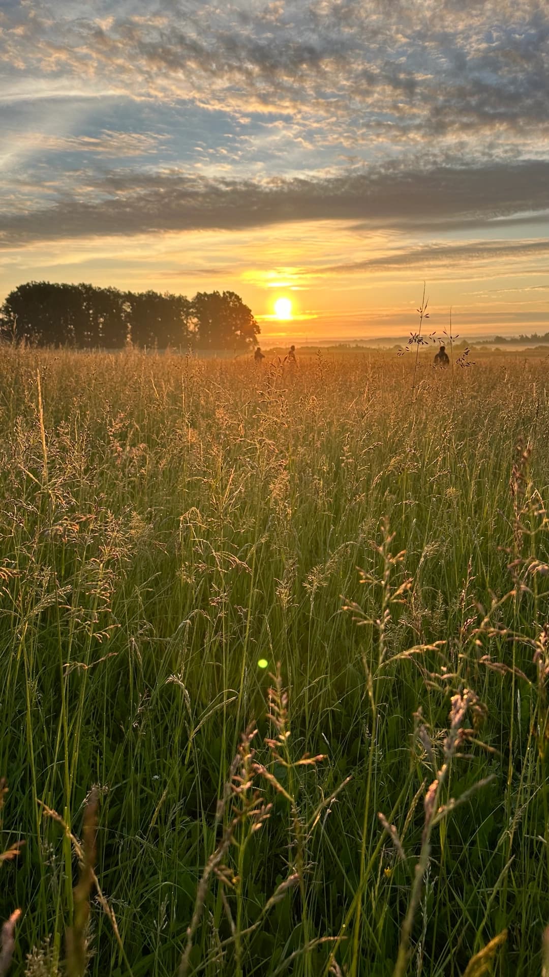 Záchrana srnčete v Pardubickém kraji