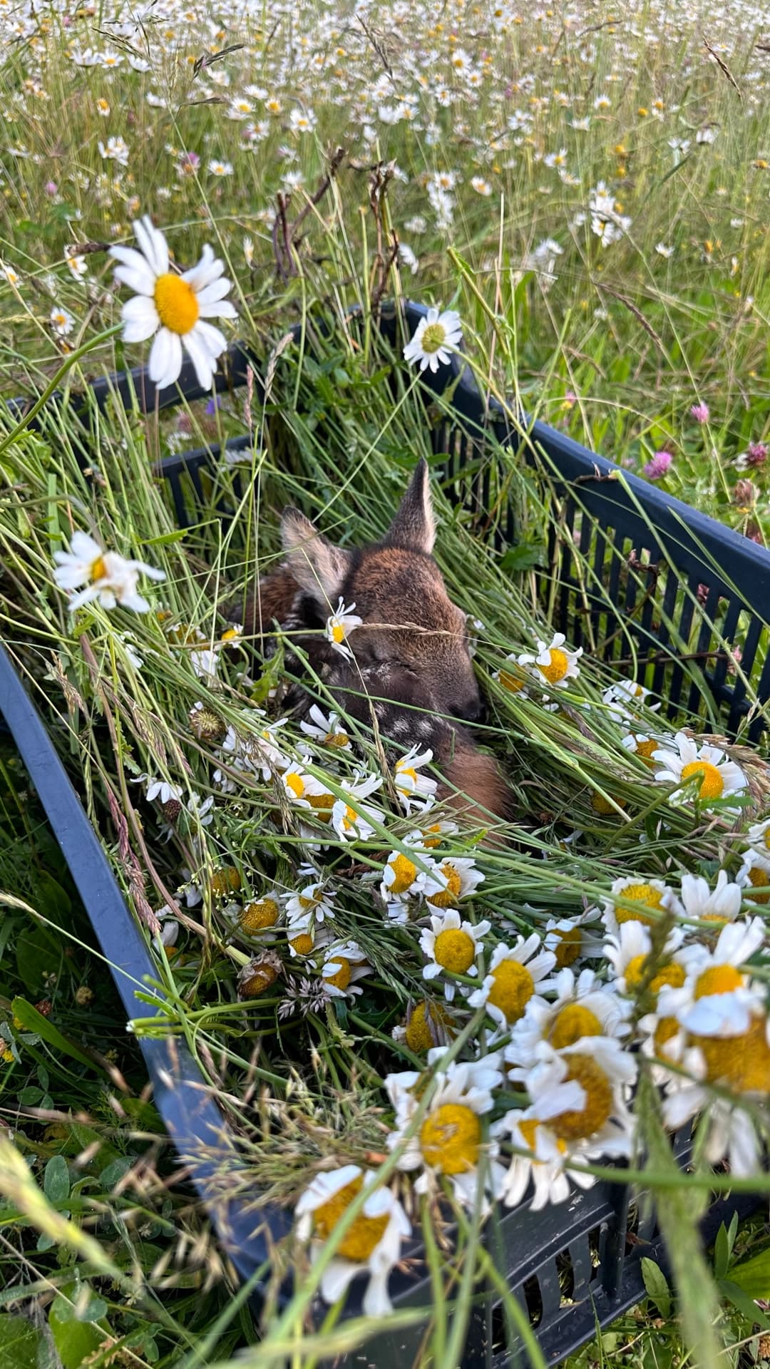 Záchrana zvěře před senosečí